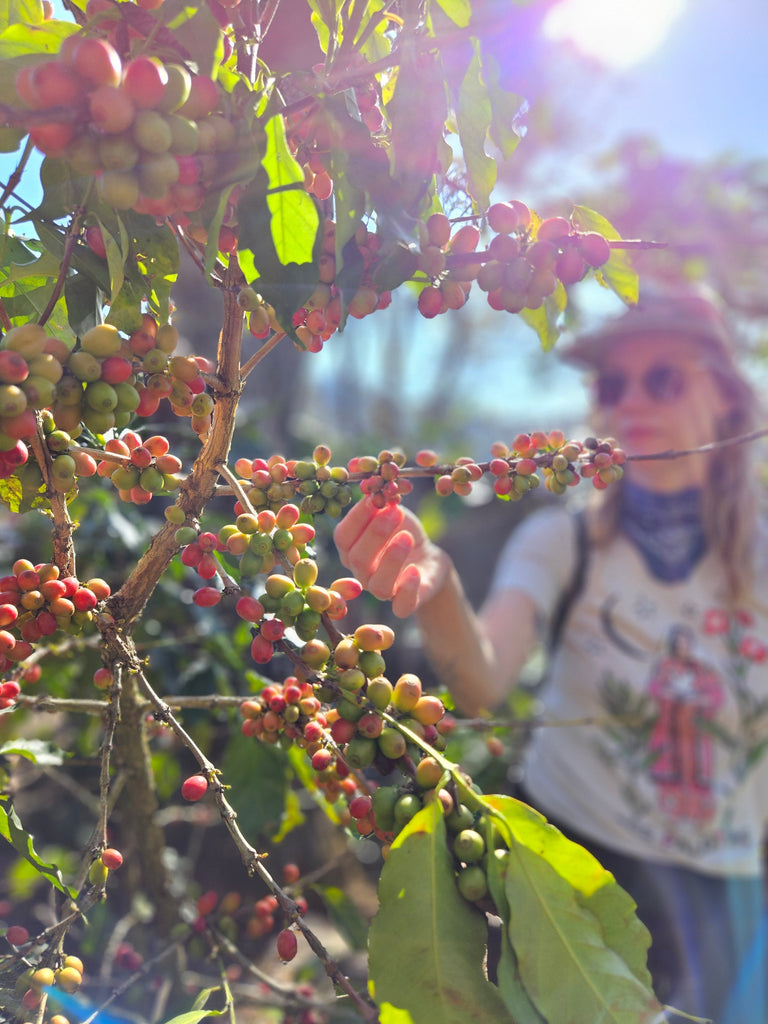 Honduras Origin Trip (2024) | Woodcat Coffee Roasters